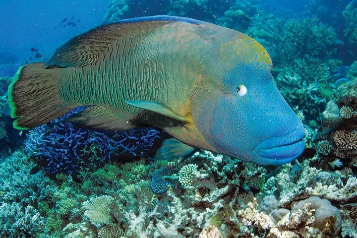 Gros plan sur un grand labre maori bleu nageant au-dessus du récif corallien