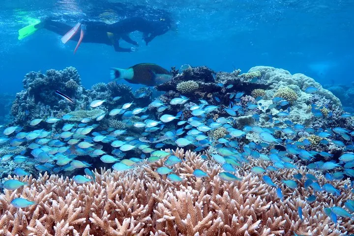 Schnorchler schwimmen über einem lebendigen Korallenriff voller blauer Fische